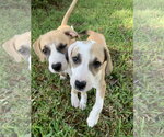 Small #1 Labrador Retriever Mix