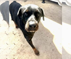 Rottweiler Dogs for adoption in Houston, TX, USA