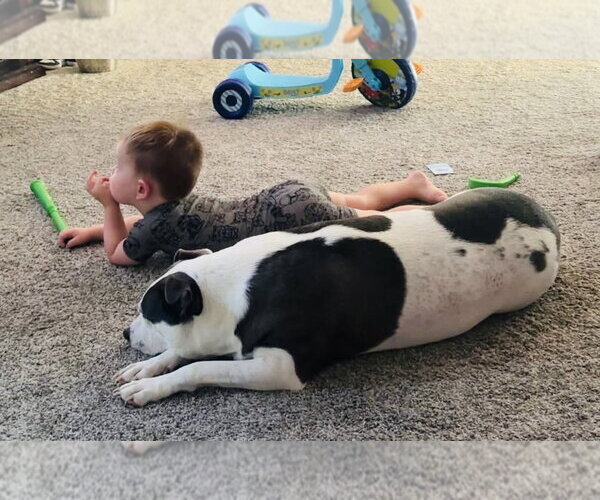 Medium Photo #4 American Pit Bull Terrier-Unknown Mix Puppy For Sale in Germantown, OH, USA