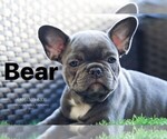 Puppy 1 French Bulldog