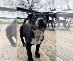 Border Collie-Unknown Mix Dogs for adoption in Columbus, IN, USA