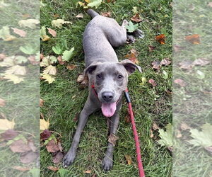 Mutt Dogs for adoption in Wenonah, NJ, USA