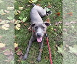Snazzy - Female Mutt Dog for Adoption - Small photo