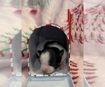Small Photo #21 Chihuahua Puppy For Sale in SHERMAN, TX, USA