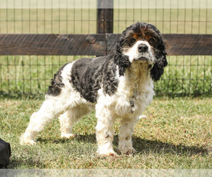Cocker Spaniel Puppy for sale in AARONSBURG, PA, USA