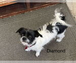 Small #2 Mutt