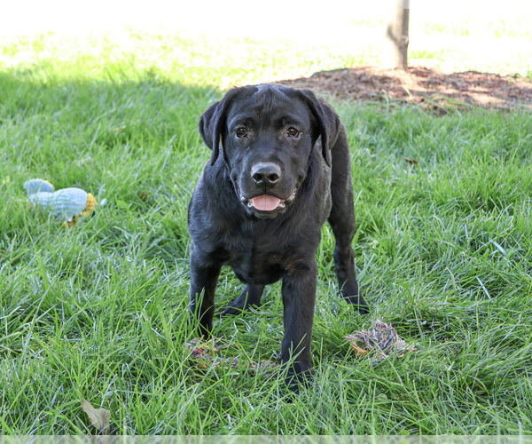 Medium Photo #3 Labrador Retriever Puppy For Sale in SYRACUSE, IN, USA