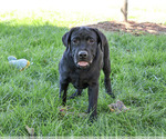 Shawn - Male Labrador Retriever Puppy for Sale - Photo #3