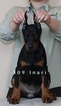 Small Photo #1 Doberman Pinscher Puppy For Sale in MURRIETA, CA, USA