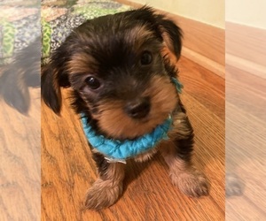 Yorkshire Terrier Puppy for sale in OAK LAWN, IL, USA