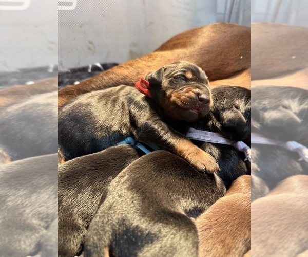 Medium Photo #4 Doberman Pinscher Puppy For Sale in SANTA CLARITA, CA, USA
