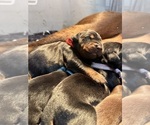 Small #3 Doberman Pinscher