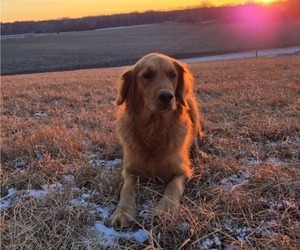Mother of the Golden Retriever puppies born on 06/16/2025