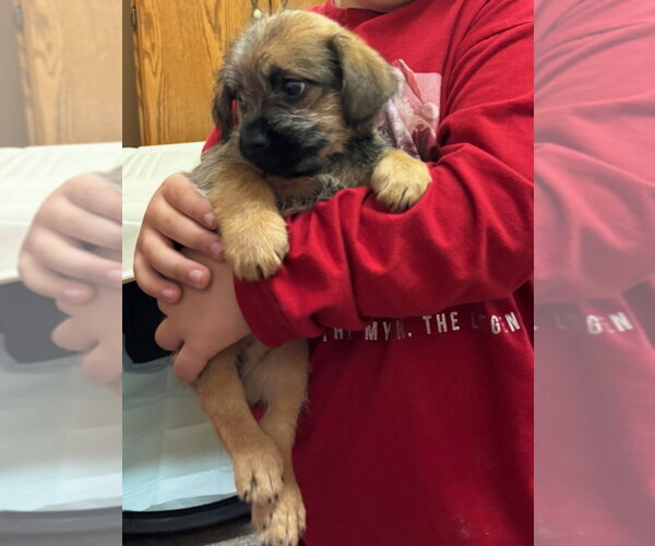 Medium Photo #2 Pominese Puppy For Sale in Grafton, WI, USA