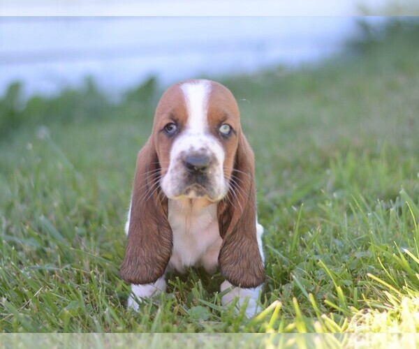 Medium Photo #1 Basset Hound Puppy For Sale in ORRVILLE, OH, USA