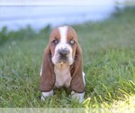 Puppy Tammy Basset Hound