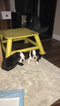 Small Photo #9 Boston Terrier Puppy For Sale in COLUMBIAVILLE, MI, USA