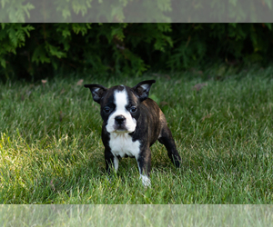 Boston Terrier Puppy for sale in MILFORD, IN, USA