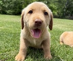Puppy Honey Labrador Retriever