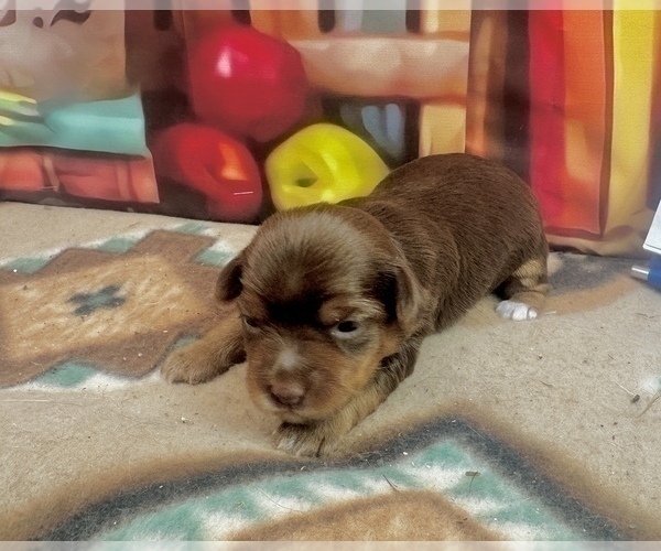Medium Photo #27 Morkie Puppy For Sale in CASSVILLE, MO, USA