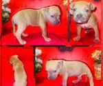 Small Photo #1 American Pit Bull Terrier Puppy For Sale in TRENTON, NJ, USA
