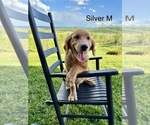Small Photo #2 Golden Retriever Puppy For Sale in GREENEVILLE, TN, USA
