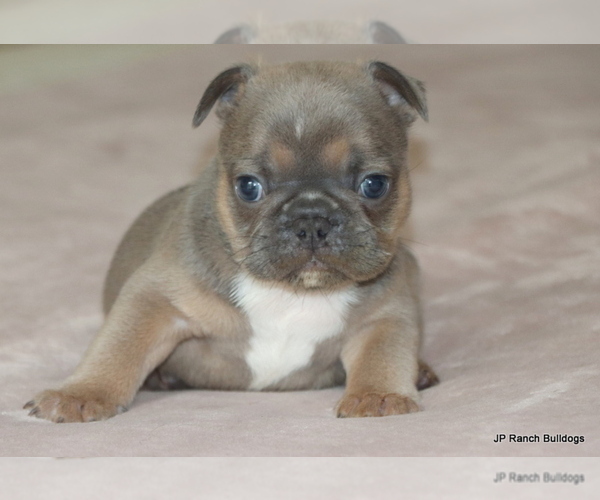 Medium Photo #7 French Bulldog Puppy For Sale in WINNSBORO, TX, USA