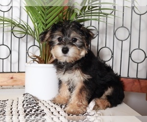 Yo-Chon Puppy for sale in NAPLES, FL, USA