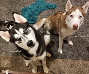 Mother of the Siberian Husky puppies born on 08/15/2019