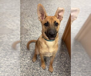 Mutt Dogs for adoption in Bemidji, MN, USA