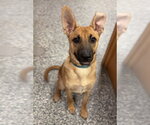 Potato - Male Mutt Dog for Adoption - Small photo