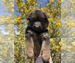 Puppy Yellow Collar German Shepherd Dog