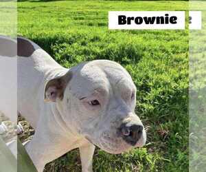 American Pit Bull Terrier-American Staffordshire Terrier Mix Dogs for adoption in Wenonah, NJ, USA