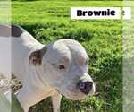 Small American Pit Bull Terrier-American Staffordshire Terrier Mix