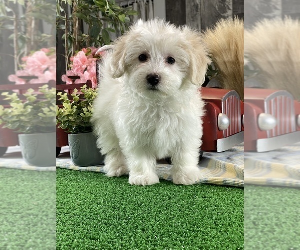 Medium Photo #5 Biton Puppy For Sale in CANOGA, NY, USA
