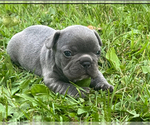 Small #6 French Bulldog