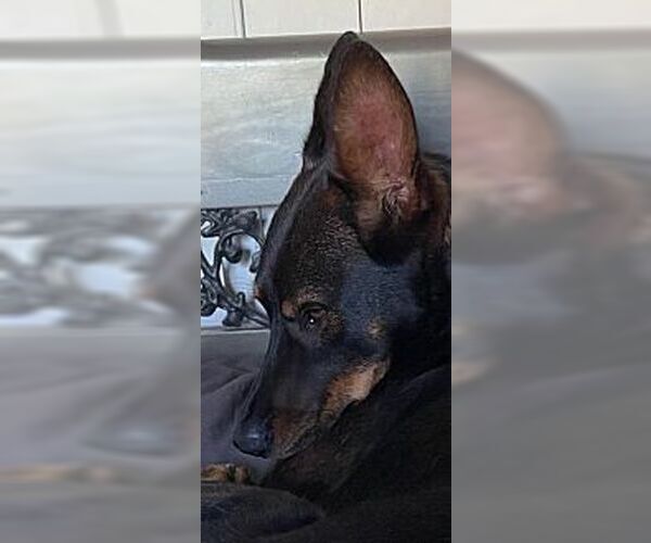 Medium Photo #1 Australian Kelpie-Unknown Mix Puppy For Sale in Dana Point, CA, USA