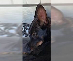 Australian Kelpie-Unknown Mix Dogs for adoption in Dana Point, CA, USA