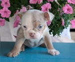 Small #3 English Bulldog