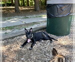 Small #6 German Shepherd Dog Mix