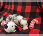 Small Photo #27 Miniature Australian Shepherd Puppy For Sale in QUINCY, CA, USA