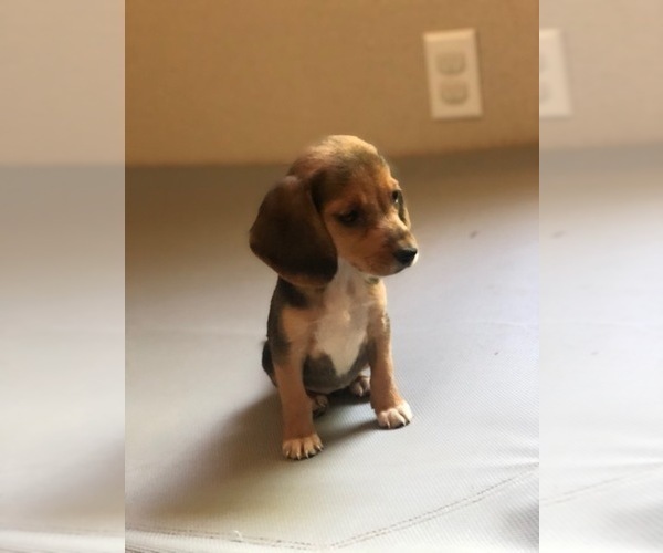 Medium Photo #5 Beagle Puppy For Sale in SPENCER, TN, USA