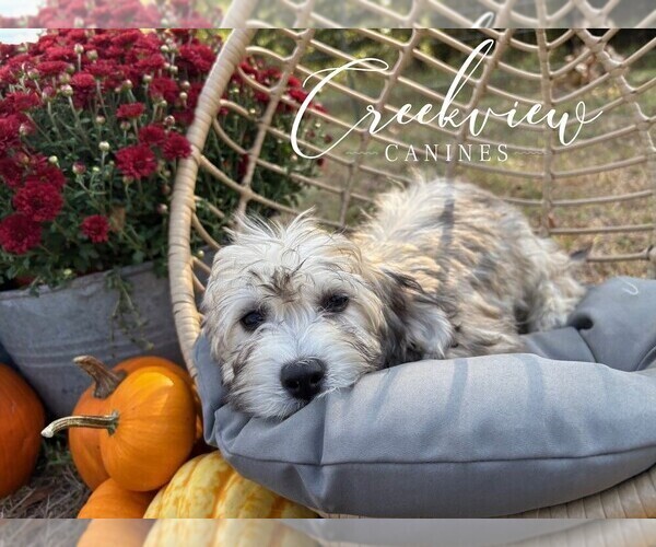 Medium Photo #33 Havachon Puppy For Sale in NIANGUA, MO, USA