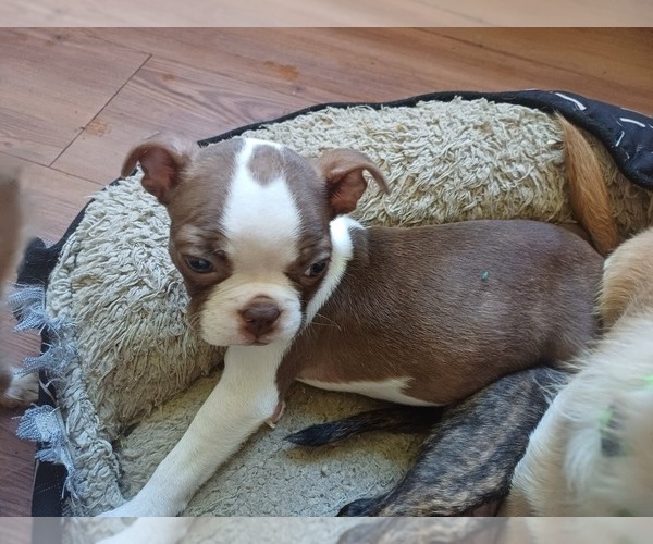 Medium Photo #1 Boston Terrier Puppy For Sale in ANNISTON, AL, USA