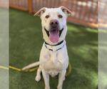 Small Labrador Retriever Mix