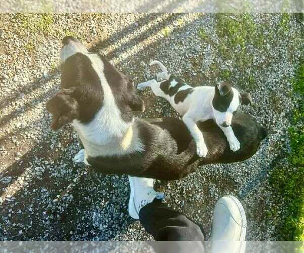 Medium Photo #4 Mutt Puppy For Sale in Abbeville, LA, USA