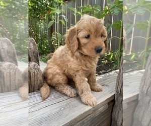 Medium Goldendoodle