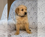 Small Photo #2 Golden Retriever Puppy For Sale in WAKARUSA, IN, USA