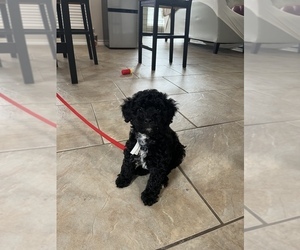 Goldendoodle (Miniature) Puppy for sale in CORPUS CHRISTI, TX, USA