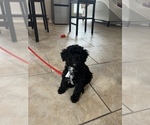 Small Photo #1 Goldendoodle (Miniature) Puppy For Sale in CORPUS CHRISTI, TX, USA